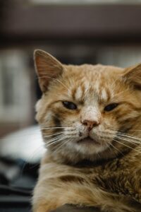 第二新卒採用の条件は何ですか？